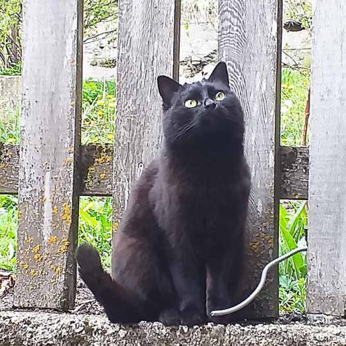 Unsere schwarze Katze