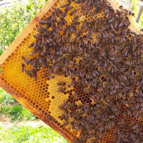 Bienen auf dem Honigrahmen