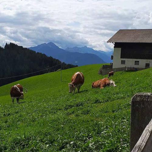 Milchkühe auf der Weide