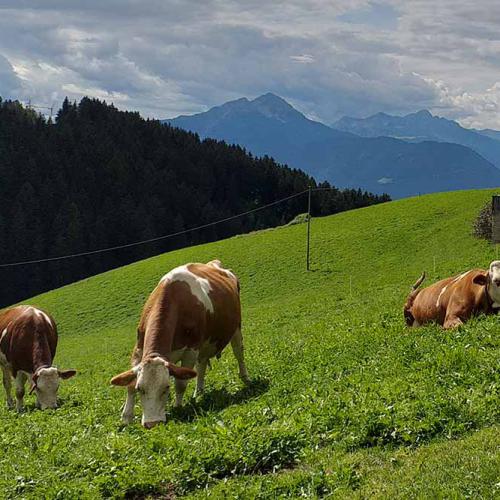 Kühe grasen auf der Weide