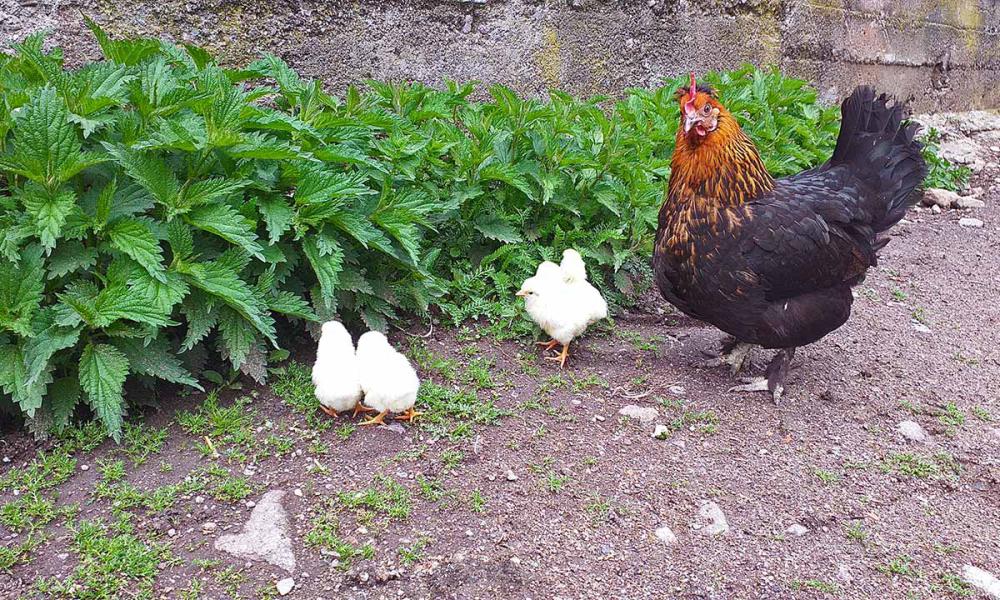 Galline con pulcini al maso