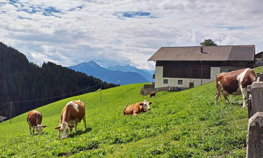 Unsere Milchkühe auf der Weide