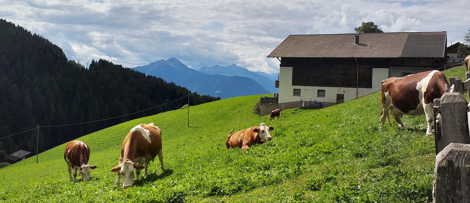 Mucche da latte al pascolo presso il Reitererhof ad Avelengo